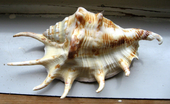  Lambis lambis (Spider Conch)